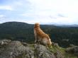 poser pup